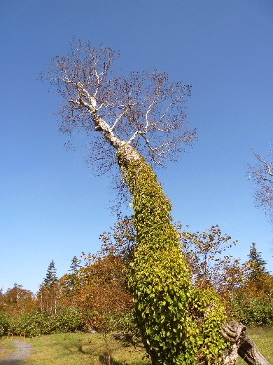 d0084473_2024261.jpg