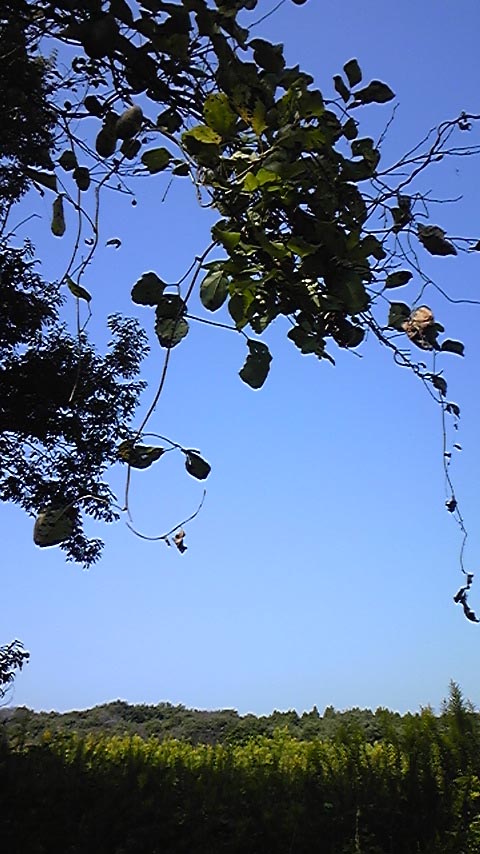 e0118274_7461152.jpg