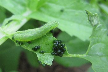 f0003283_12144389.jpg