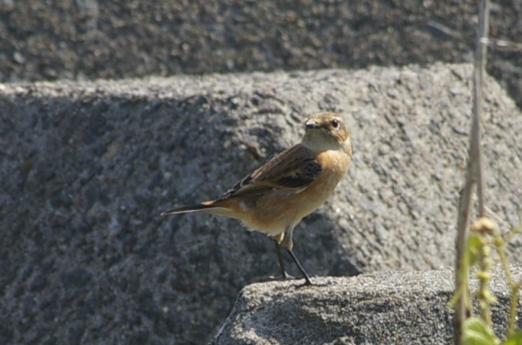 e0197884_2128535.jpg