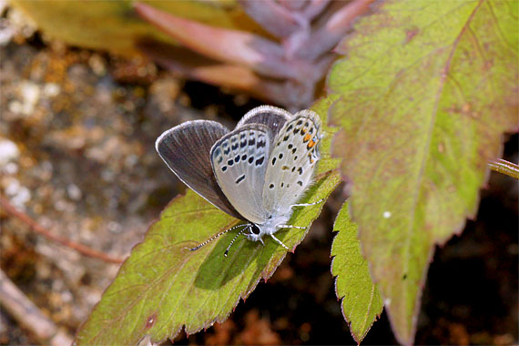 d0001300_2162129.jpg