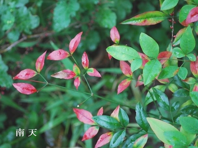 e0025300_13461492.jpg