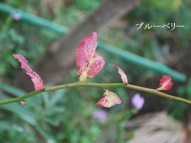 e0025300_13463087.jpg