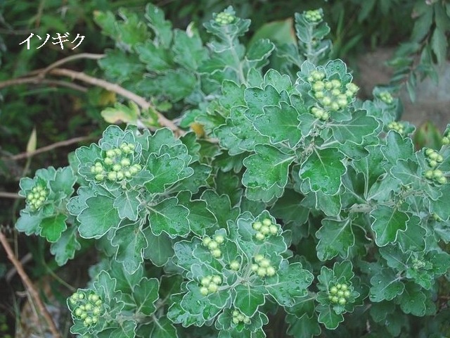 e0025300_13471761.jpg