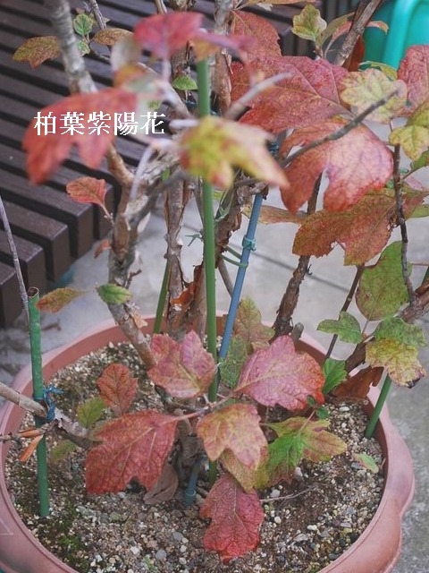 e0025300_1347185.jpg