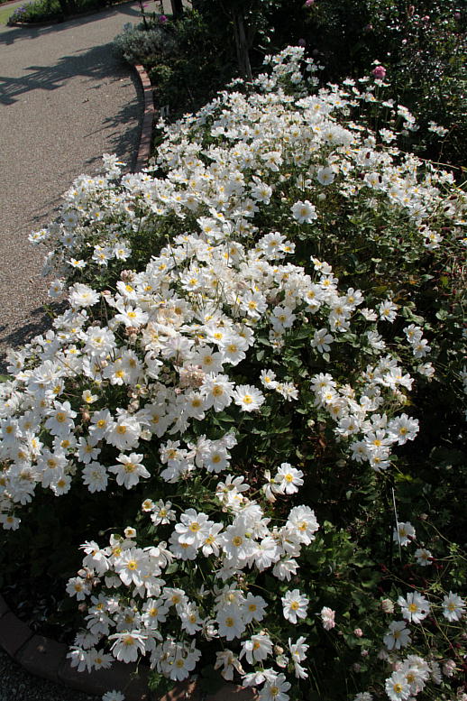 d0166303_0415158.jpg