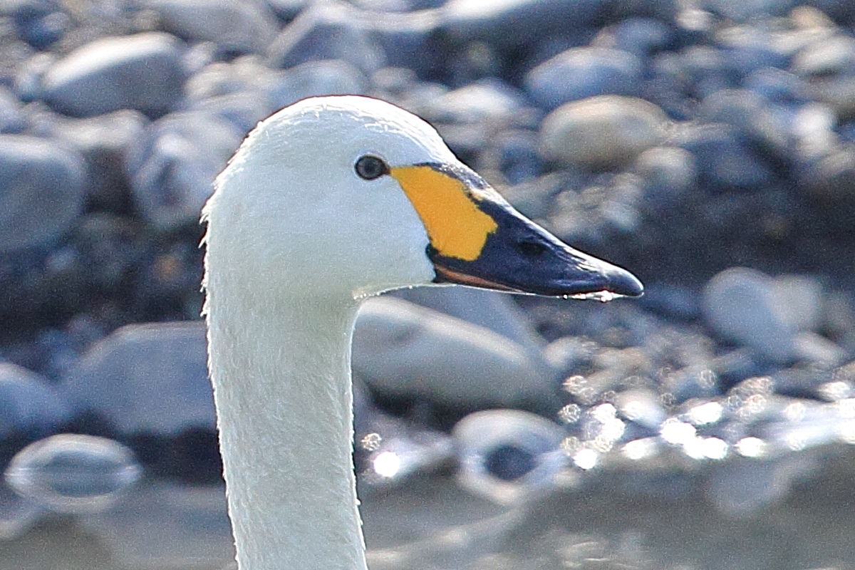 a0155104_12572675.jpg
