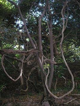 f0008510_20102799.jpg
