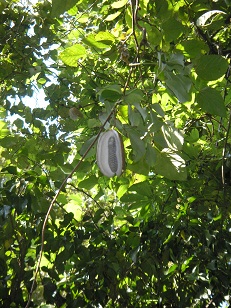 f0008510_2010744.jpg