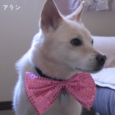 a0166338_2171593.gif