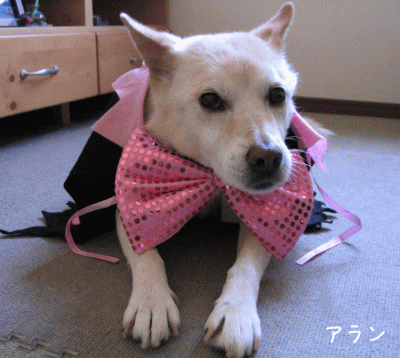 a0166338_2174031.gif