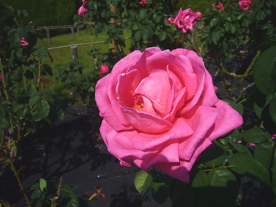 e0100046_1553213.jpg