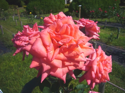 e0100046_15534240.jpg