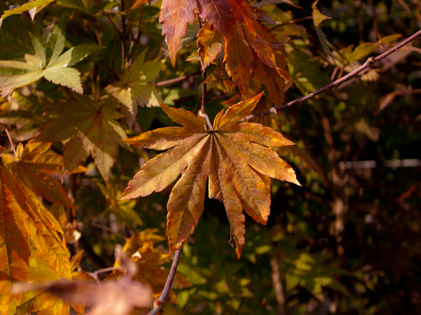 f0006648_17384551.jpg