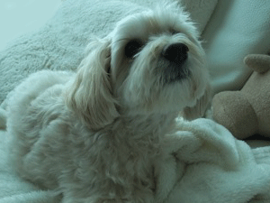 f0190653_11546100.gif