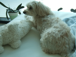 f0190653_12232497.gif