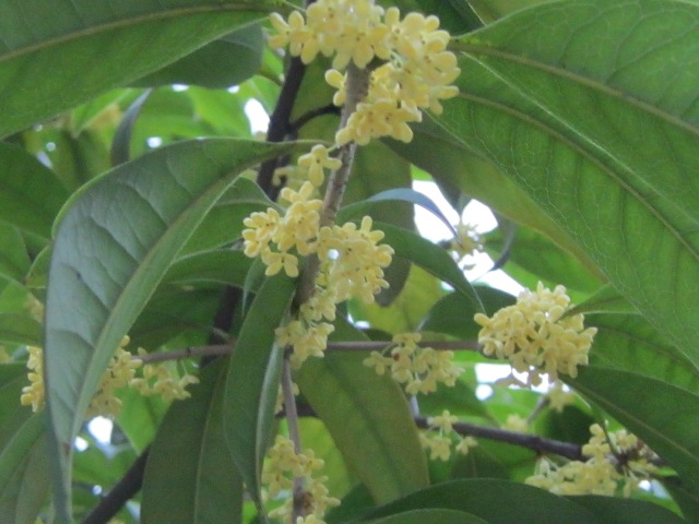 f0088569_20514157.jpg