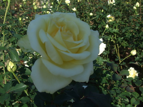 f0153998_22271142.jpg