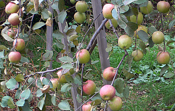 a0046429_1443192.jpg