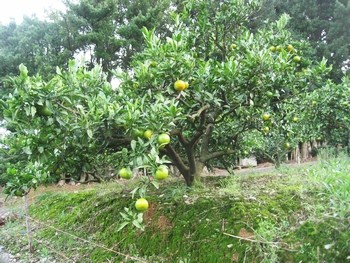 c0134734_103417.jpg