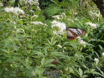 a0054240_22163585.jpg