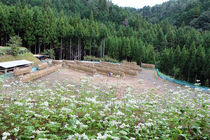 d0163550_221177.jpg