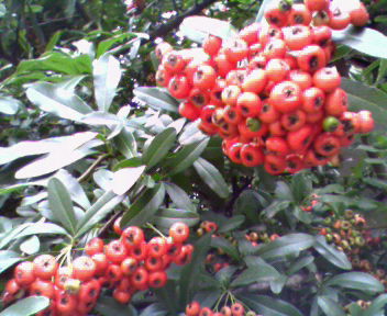 b0105259_23195581.jpg