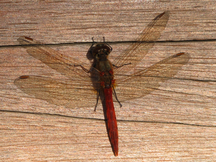 a0101715_13285026.jpg