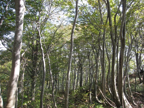 f0149422_1633423.jpg