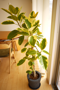 f0140938_205765.jpg