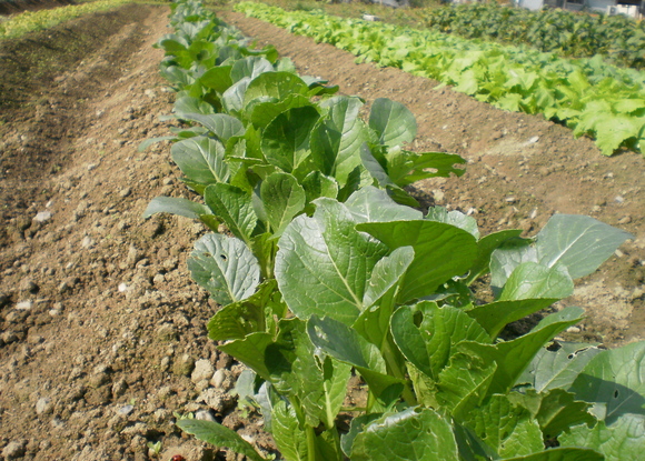 e0224842_15202237.jpg