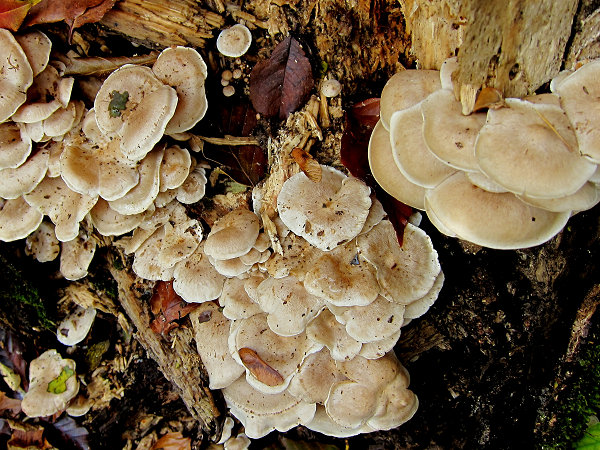 c0081645_0535100.jpg