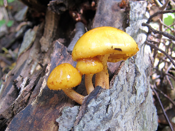 c0081645_074822.jpg