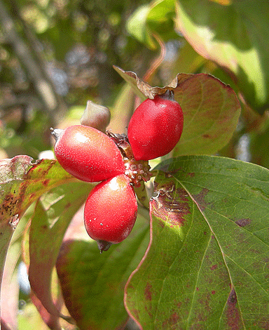 a0001354_22125196.gif
