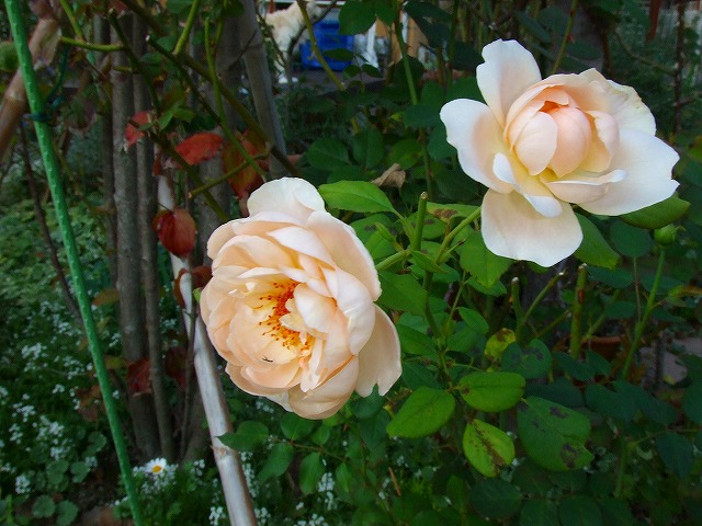 a0104162_20464791.jpg