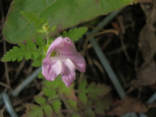 c0042869_20145450.jpg