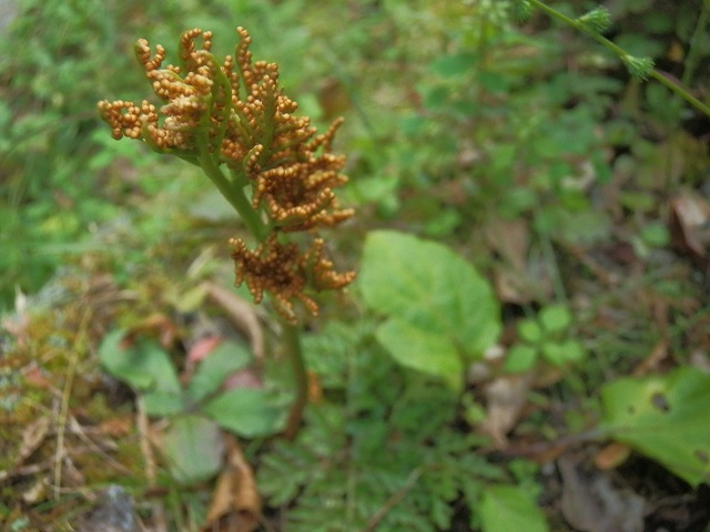 c0042869_2034220.jpg