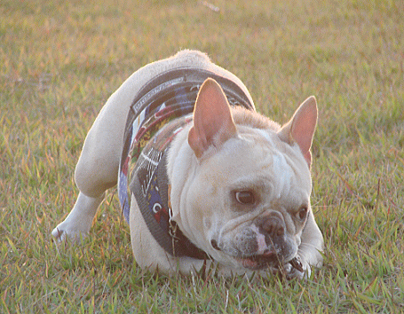 d0152869_22243689.gif
