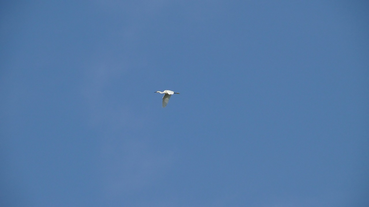 a0185081_2153465.jpg