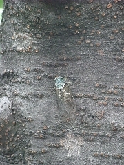 e0039787_17344967.jpg