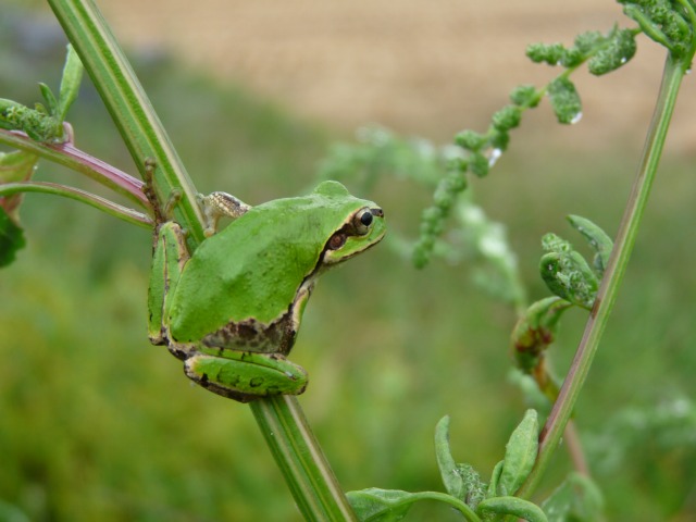e0202393_559965.jpg