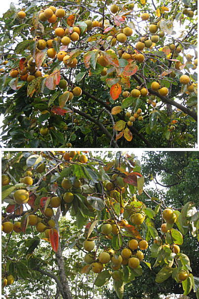 d0046702_9105131.jpg