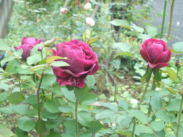 b0208811_22262737.jpg