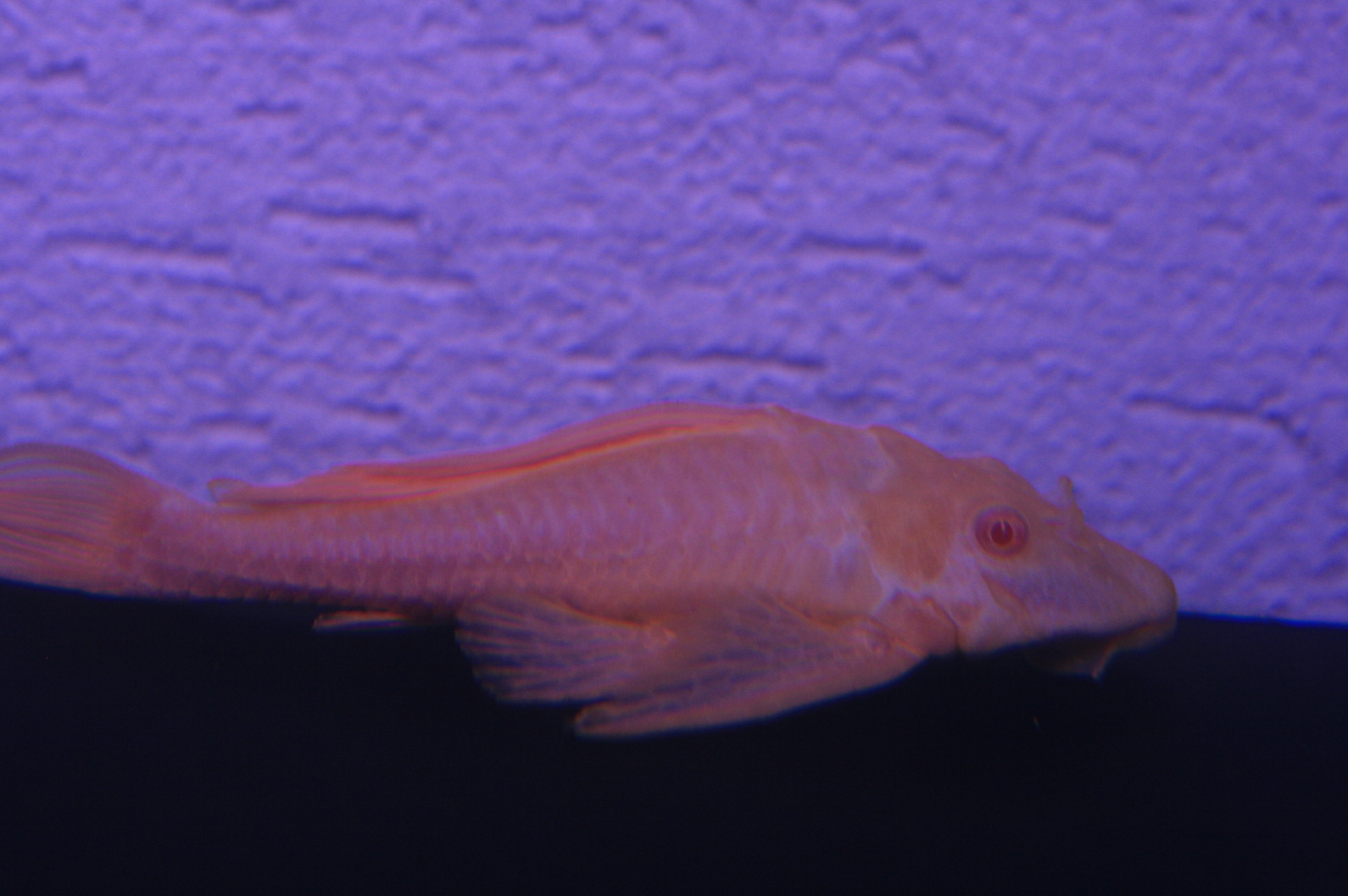a0209236_2115765.jpg