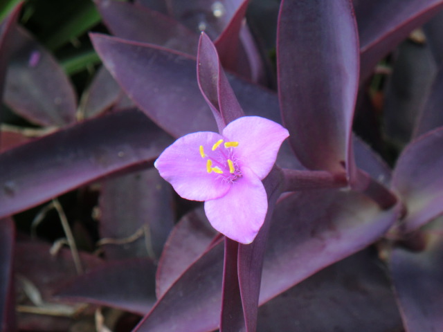 b0012636_13191657.jpg