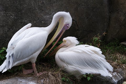 e0045768_22192137.jpg