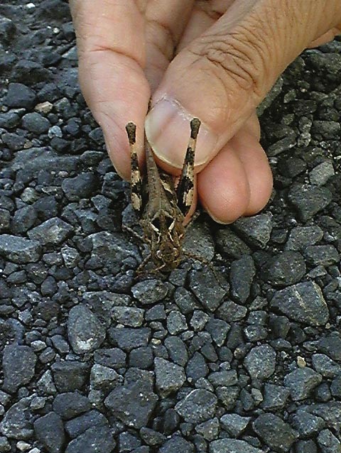e0118274_2031096.jpg