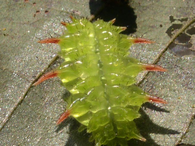 e0118274_2043627.jpg