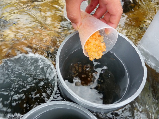 e0202393_5191847.jpg