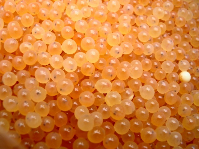 e0202393_5192691.jpg